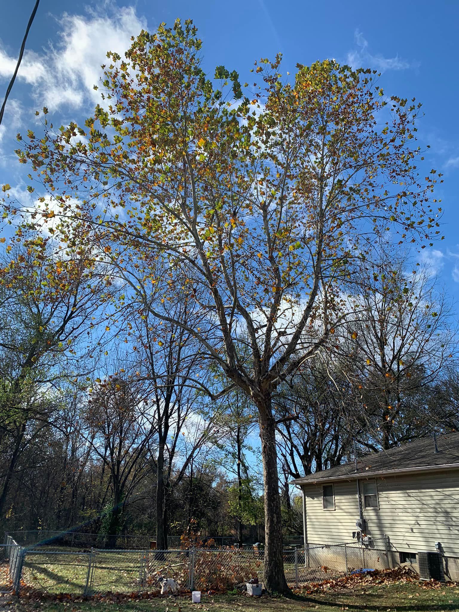 Tall tree with yellowing leaves against a blue sky, near a building with peeling paint.