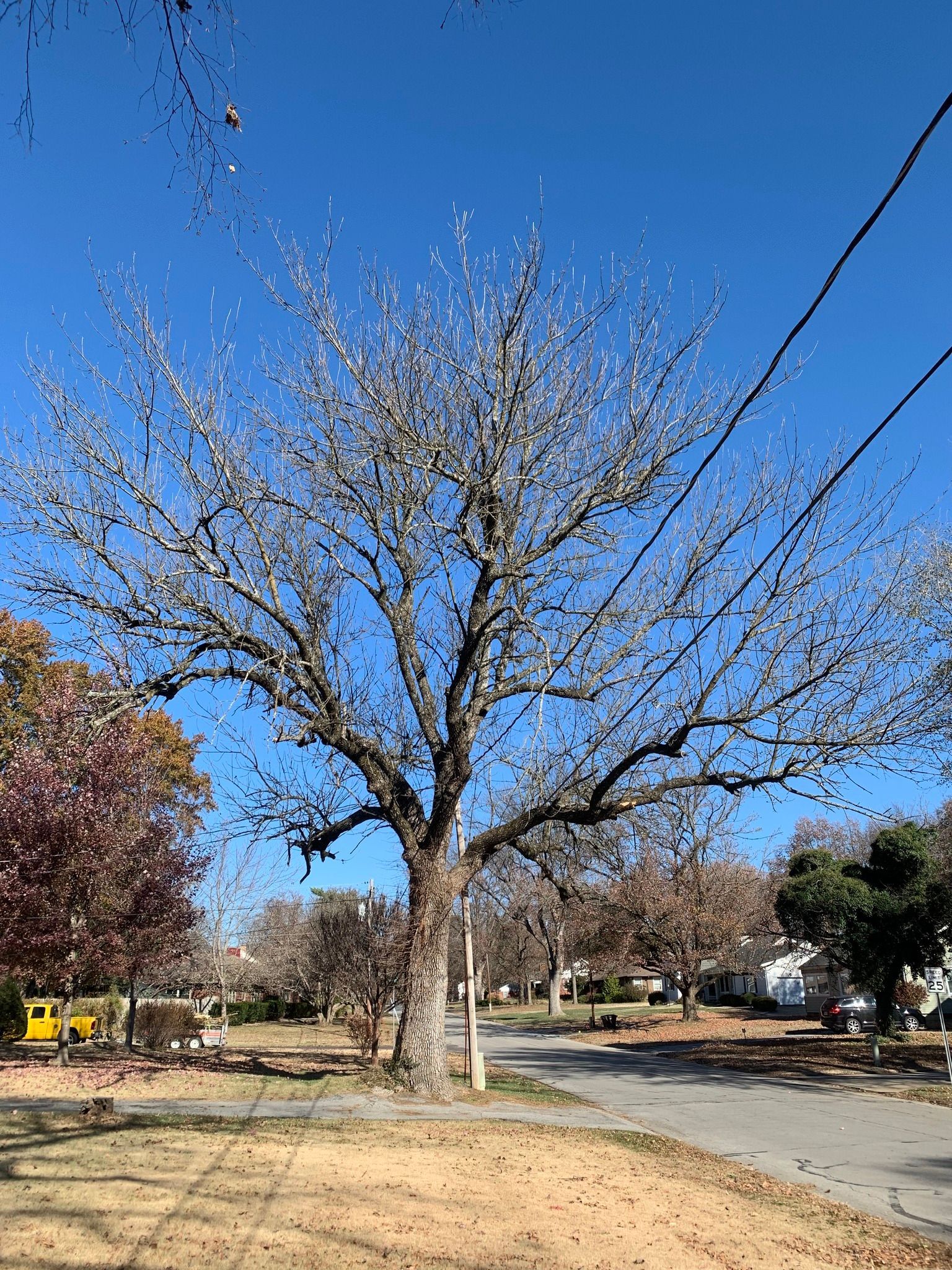 Bare tree with small white blossoms against a blue sky, street scene.