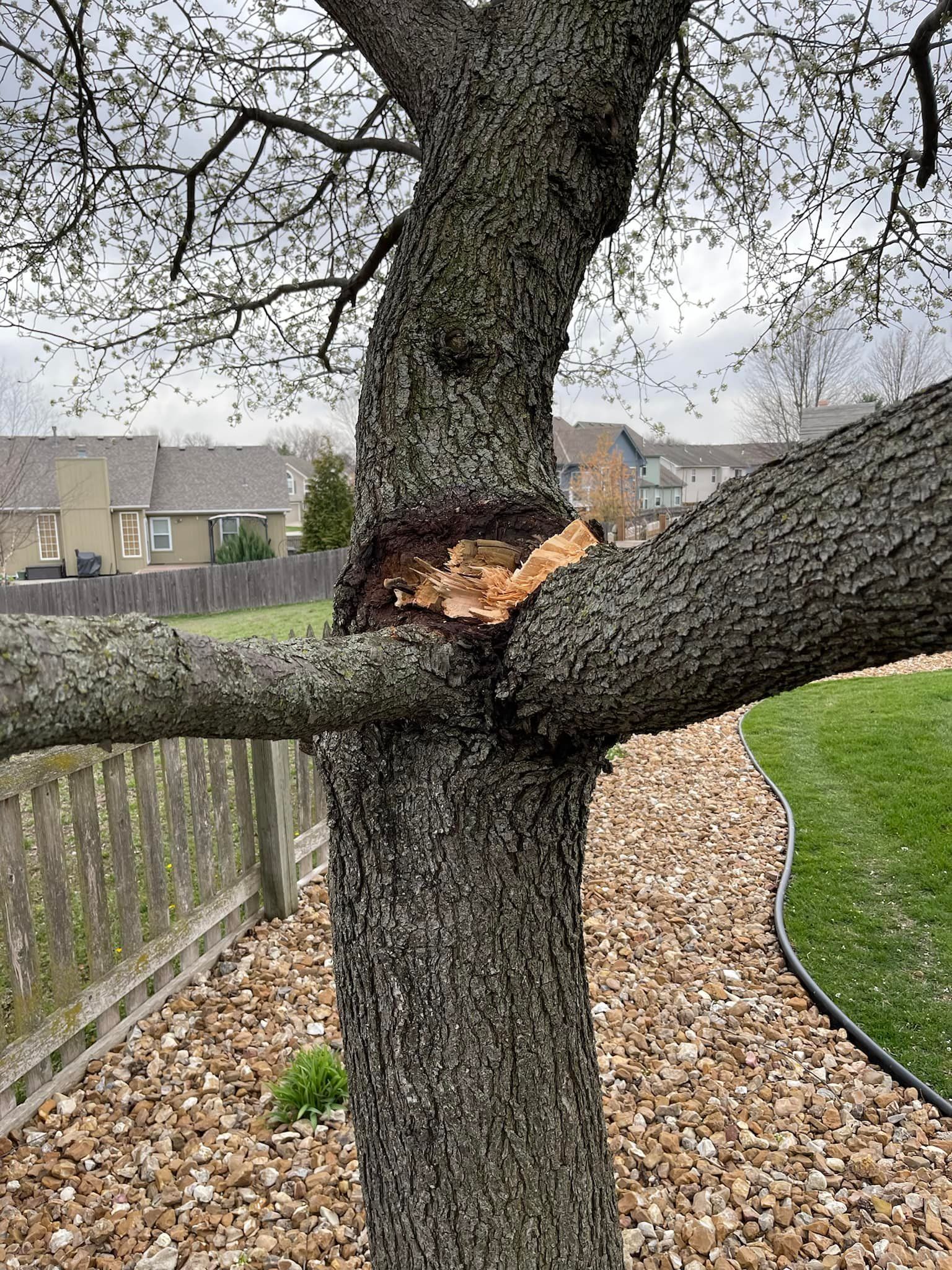 Damaged tree trunk with a broken branch, set in a backyard with a fence and landscaping. Damaged tree trunk with a broken branch, set in a backyard with a fence and landscaping.