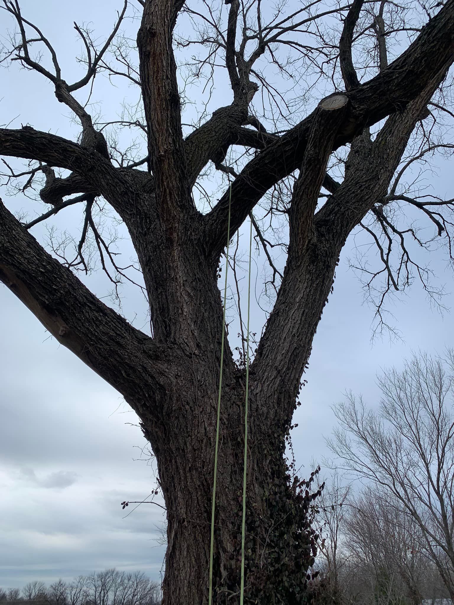 Large tree with dark, textured bark against a cloudy sky. Two thin cords hang from branches. Large tree with dark, textured bark against a cloudy sky. Two thin cords hang from branches.