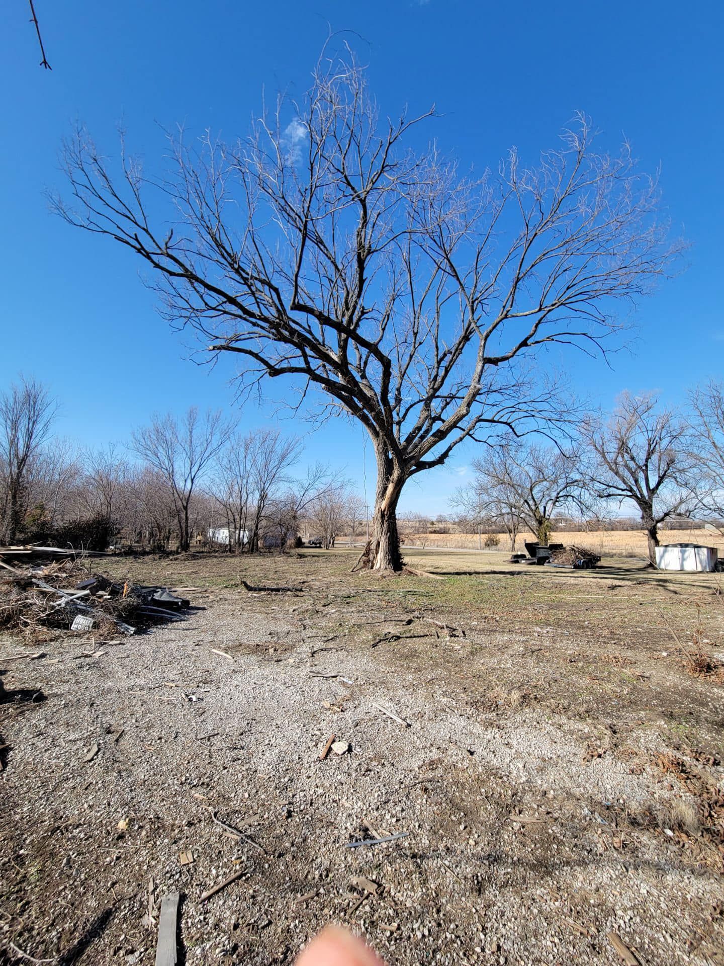 Bare tree in a field on a sunny day. Other trees and small buildings in the distance. Blue sky. Bare tree in a field on a sunny day. Other trees and small buildings in the distance. Blue sky.