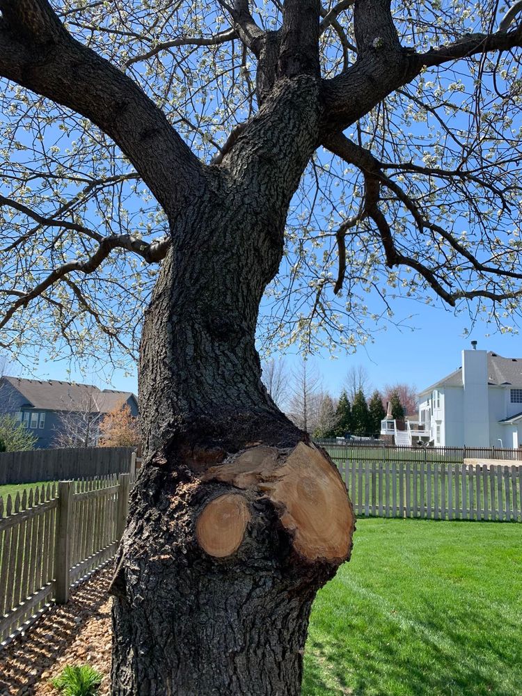 Twisted tree trunk with a large pruned branch; green grass, fences, and houses in the background. Twisted tree trunk with a large pruned branch; green grass, fences, and houses in the background.