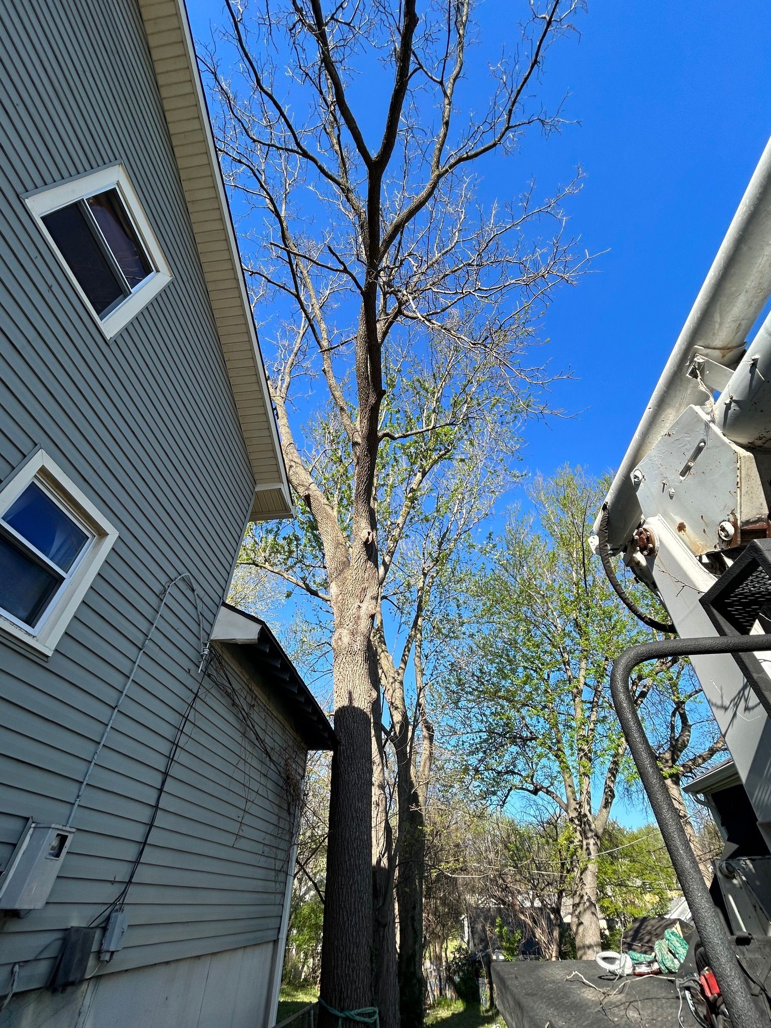 Tall tree next to a house under a clear, blue sky. A lift is partially visible on the right. Tall tree next to a house under a clear, blue sky. A lift is partially visible on the right.