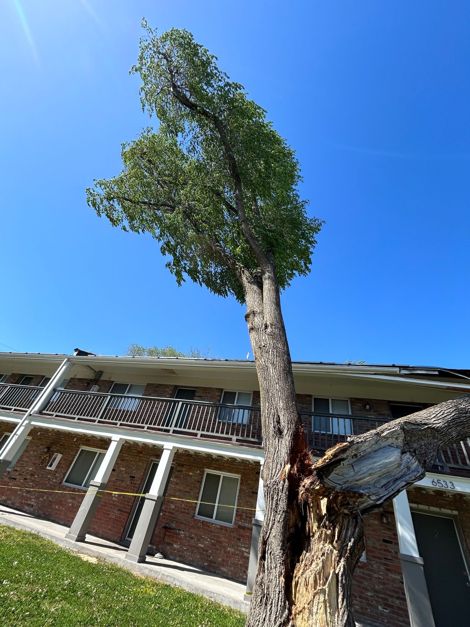 Tall tree growing next to a brick building. Bright blue sky. Tall tree growing next to a brick building. Bright blue sky.