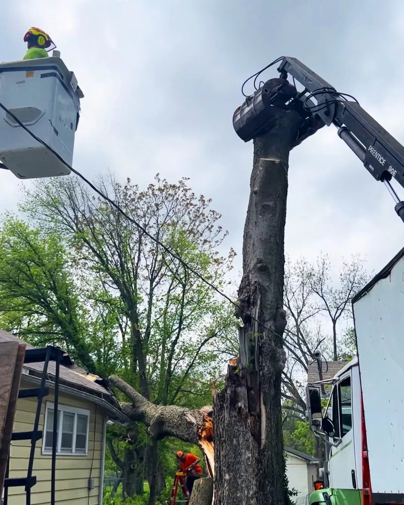 Tree being trimmed by worker in a bucket truck with a crane attachment; residential setting. Tree being trimmed by worker in a bucket truck with a crane attachment; residential setting.