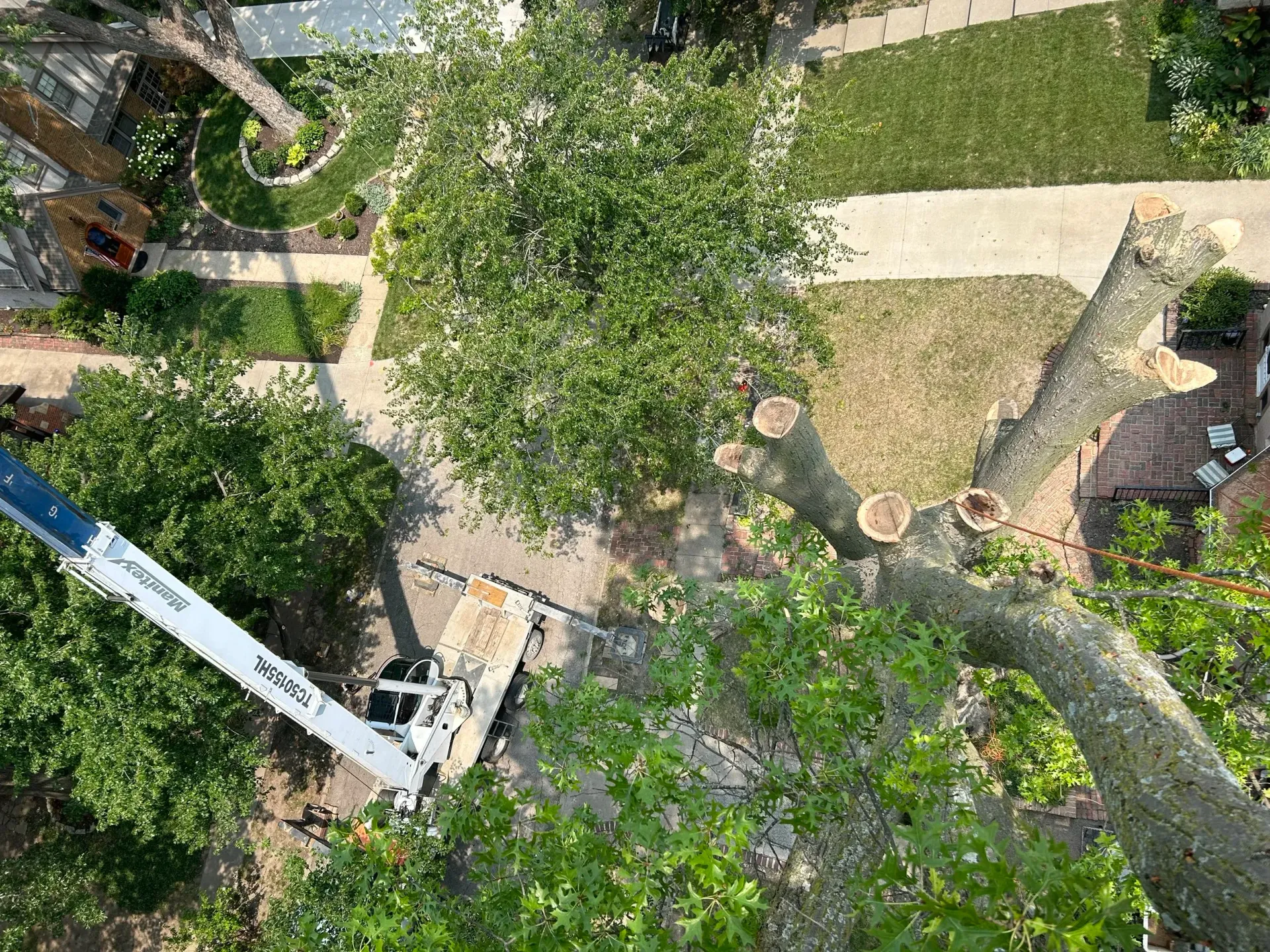 An aerial view shows tree trimming, a lift in use, and cut branches on the ground. An aerial view shows tree trimming, a lift in use, and cut branches on the ground.
