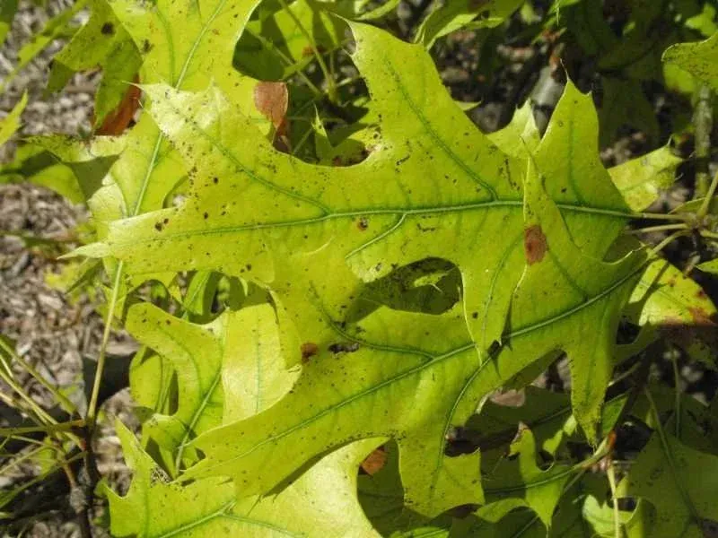 Close-up of green oak leaves with lobed edges, showing veins and some brown spots. Close-up of green oak leaves with lobed edges, showing veins and some brown spots.