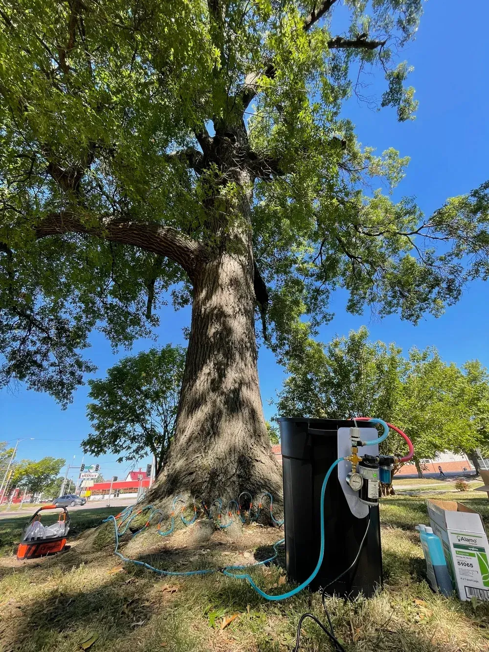 A large tree with a black container connected by blue hose, parked outdoors with sunny sky. A large tree with a black container connected by blue hose, parked outdoors with sunny sky.