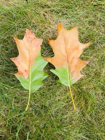 Two oak leaves on green grass: one leaf green, the other half brown. Two oak leaves on green grass: one leaf green, the other half brown.