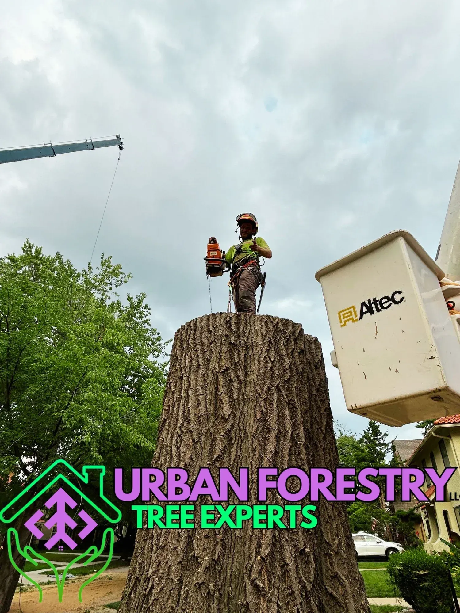 Arborist atop large tree trunk, using chainsaw. Lift bucket nearby, crane in background. Arborist atop large tree trunk, using chainsaw. Lift bucket nearby, crane in background.