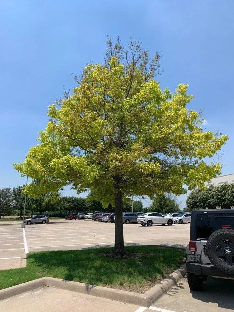 Tree with green and yellow leaves in a parking lot on a sunny day. Tree with green and yellow leaves in a parking lot on a sunny day.