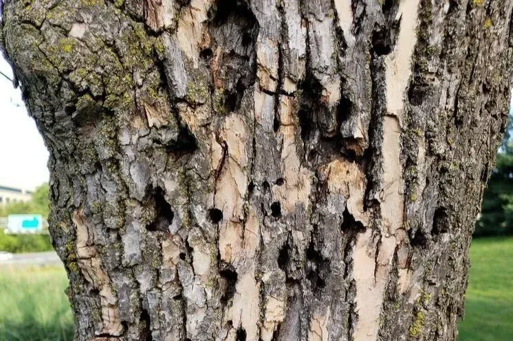 Tree trunk with multiple holes and areas of missing bark. Tree trunk with multiple holes and areas of missing bark.