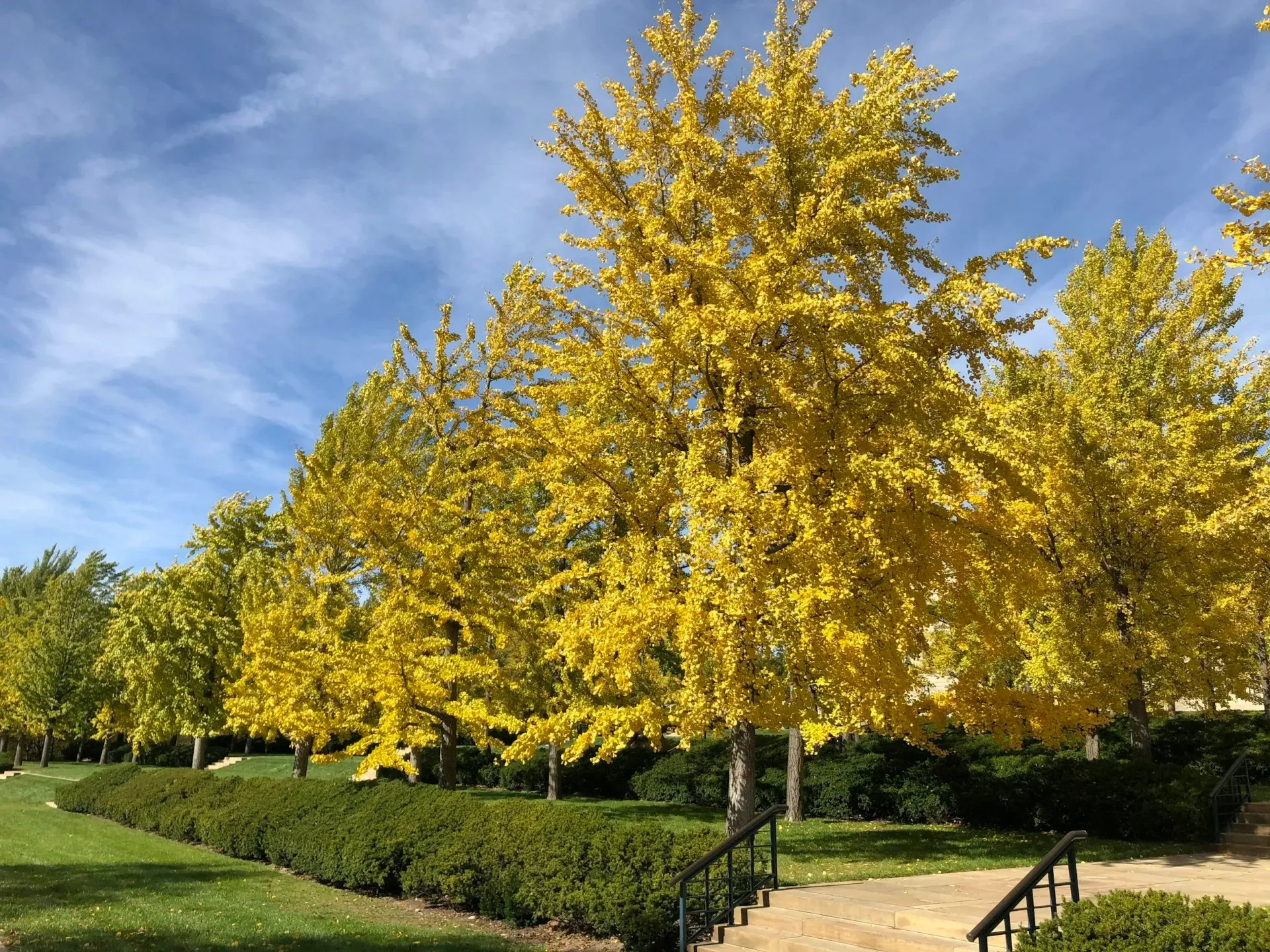 Yellow-leafed trees line a path, blue sky above, bushes in front. Autumn scene.