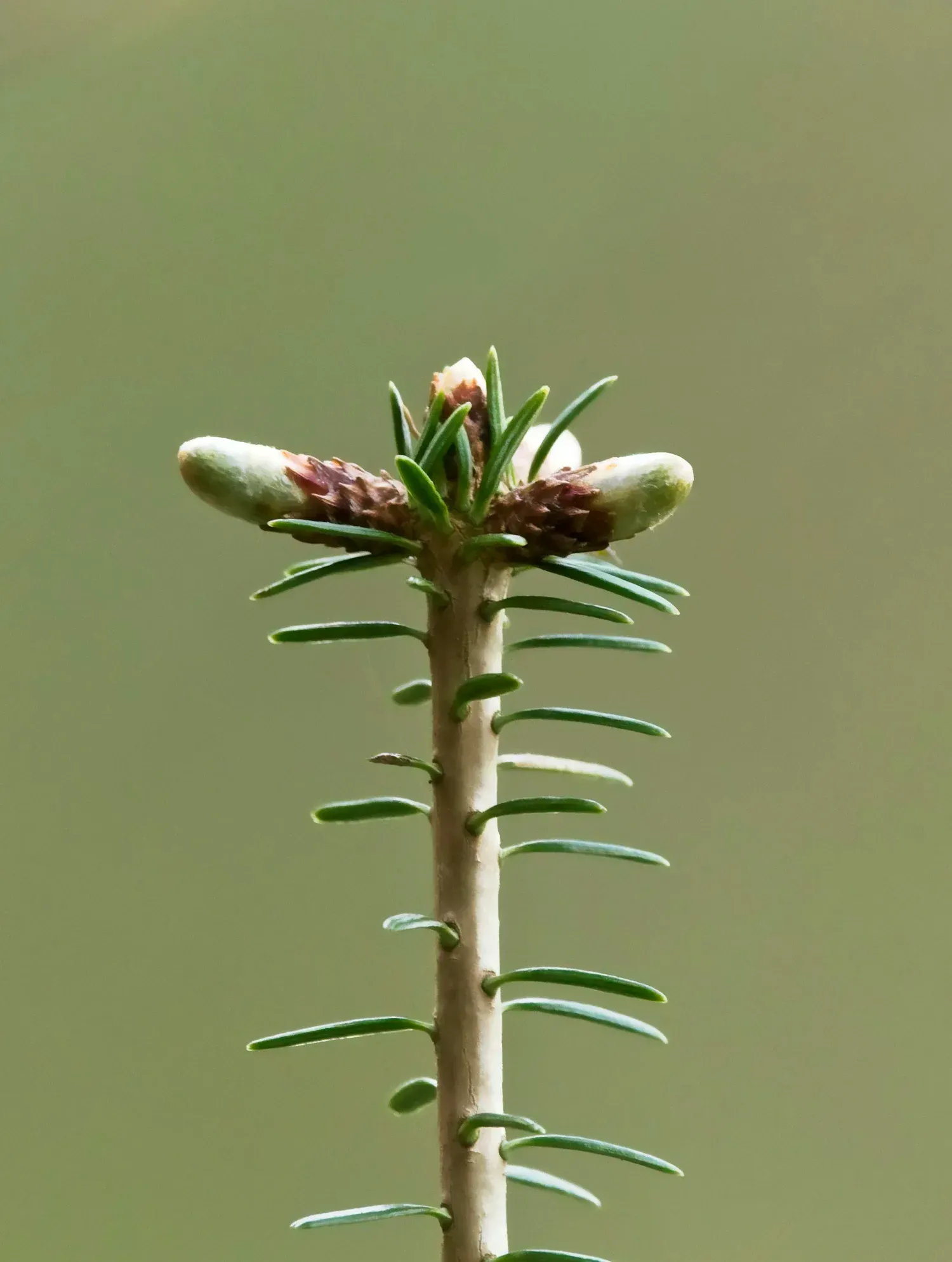 Close-up of a young evergreen tree branch with new buds and green needles against a soft green background. Close-up of a young evergreen tree branch with new buds and green needles against a soft green background.