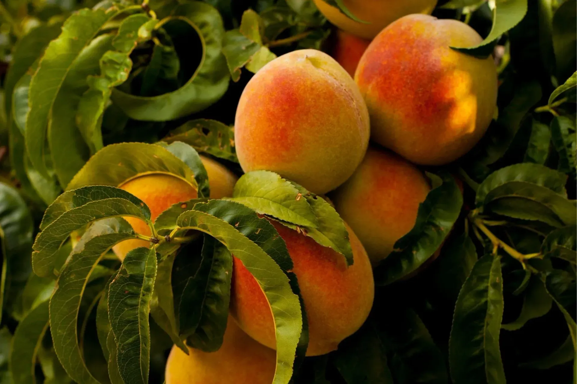 Peaches ripening on a tree, with green leaves, and soft orange and red skin. Peaches ripening on a tree, with green leaves, and soft orange and red skin.