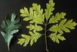 Two leaves: one green, one yellow with an intricate, serrated edge. Two leaves: one green, one yellow with an intricate, serrated edge.