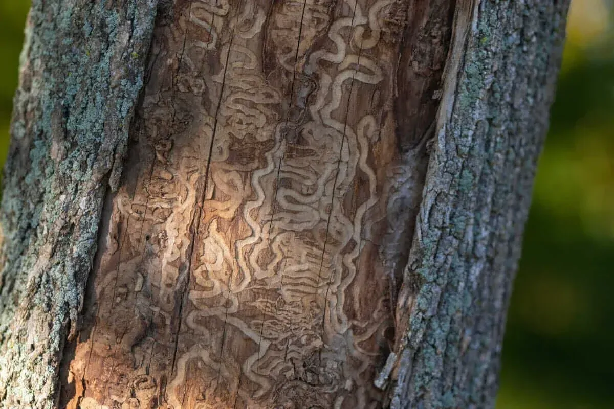 Intricate, meandering patterns carved into the exposed wood of a tree trunk. Intricate, meandering patterns carved into the exposed wood of a tree trunk.