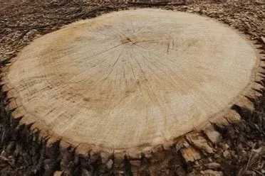 Close-up of a tree stump, light brown with growth rings visible, surrounded by rough bark. Close-up of a tree stump, light brown with growth rings visible, surrounded by rough bark.