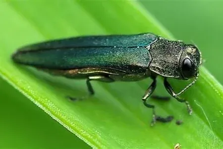 Emerald ash borer beetle on a green leaf; metallic green and black body. Emerald ash borer beetle on a green leaf; metallic green and black body.