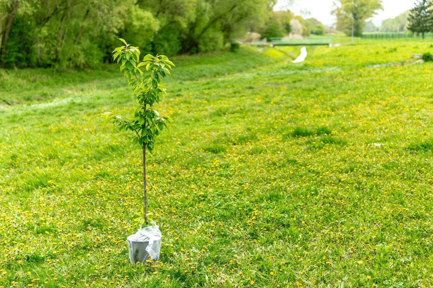 Young tree planted in a grassy field with a small stream in the background. Young tree planted in a grassy field with a small stream in the background.