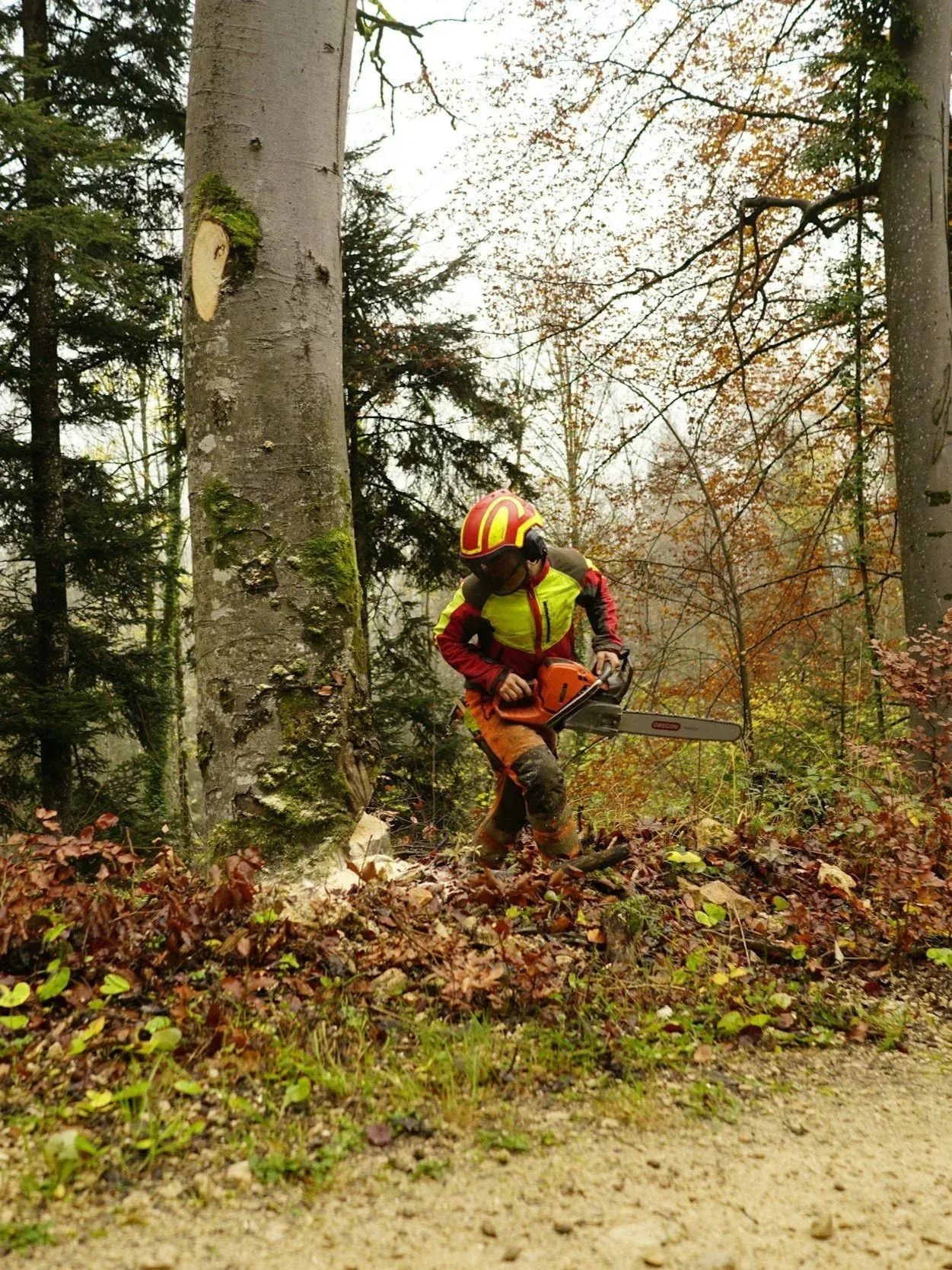 Lumberjack in safety gear using a chainsaw to fell a tree in a forest setting. Lumberjack in safety gear using a chainsaw to fell a tree in a forest setting.