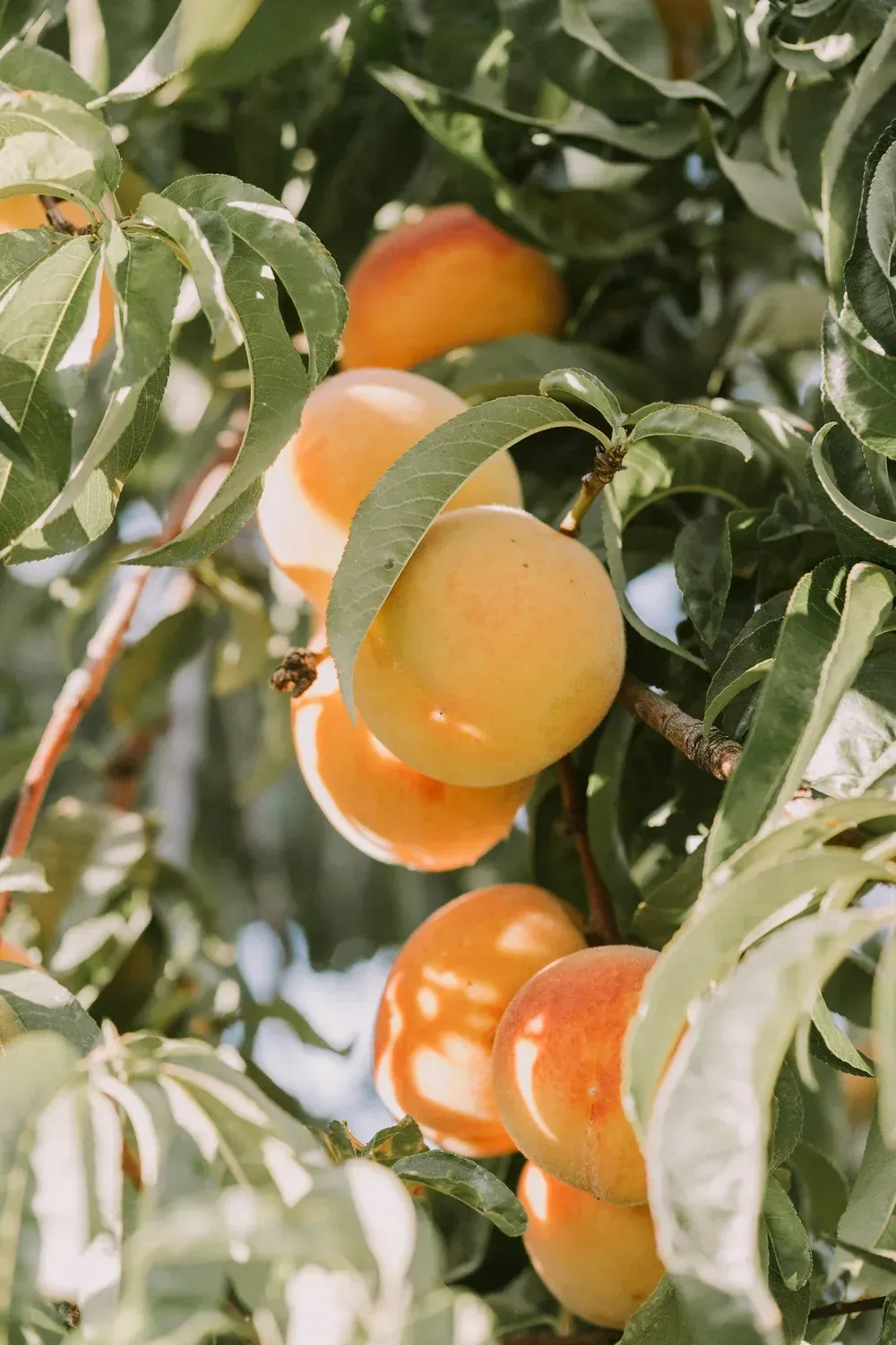 Peaches ripening on a tree branch, with green leaves, soft orange and yellow hues. Peaches ripening on a tree branch, with green leaves, soft orange and yellow hues.