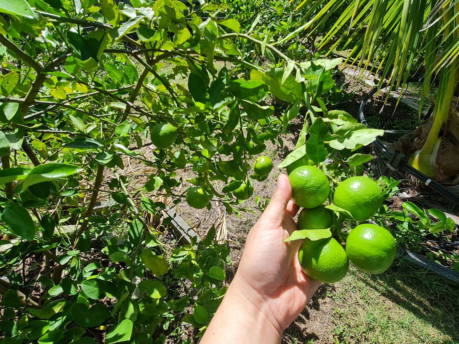 Aisana Hotel Korat - Organic Farm
