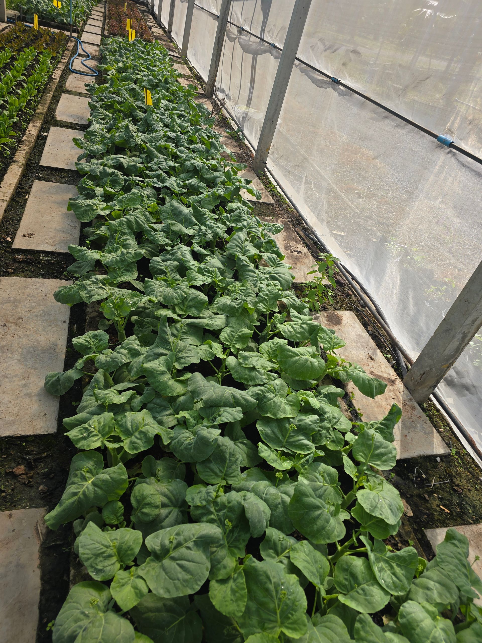 Aisana Hotel Korat - Organic Farm