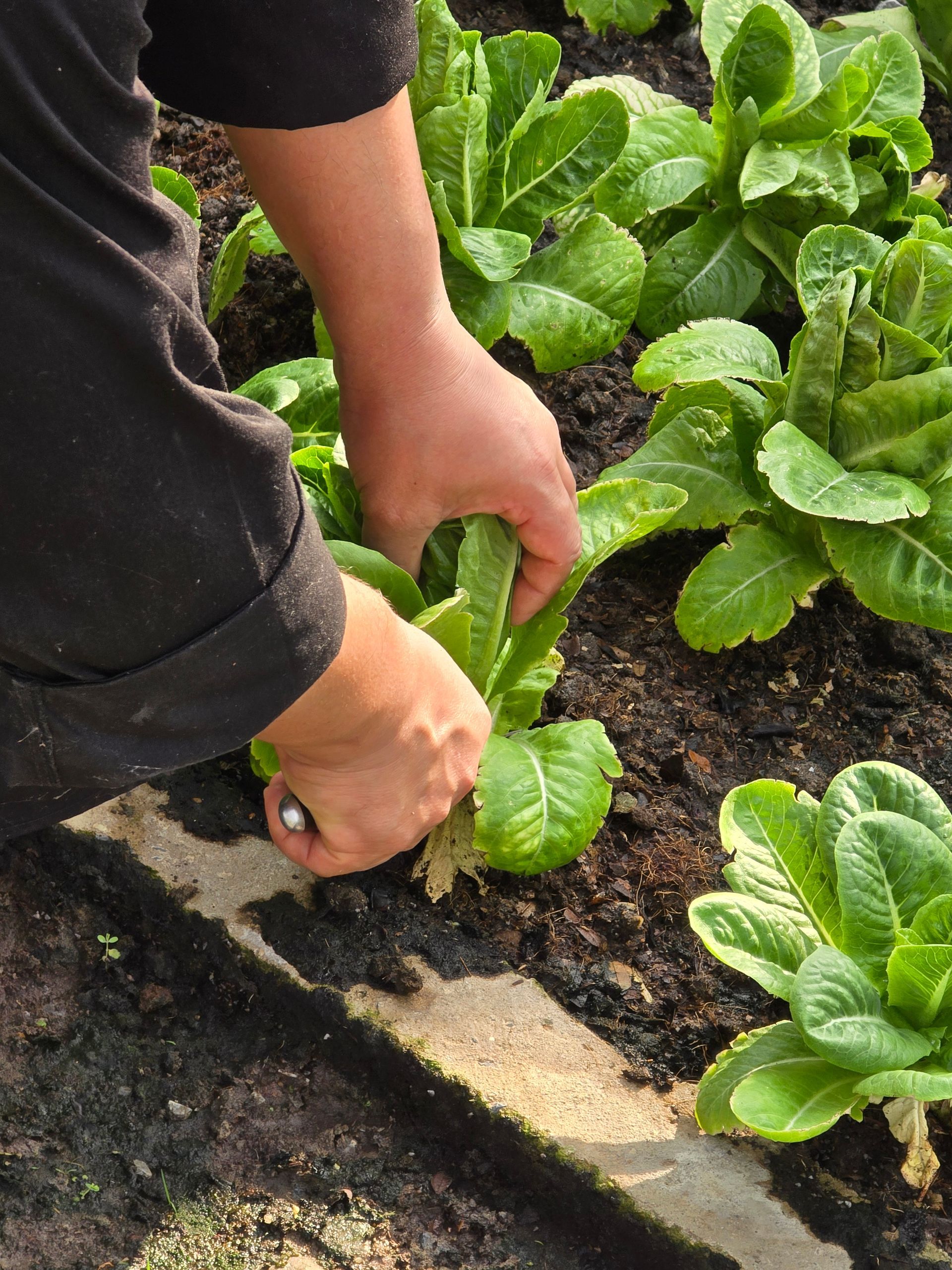 Aisana Hotel Korat - Organic Farm