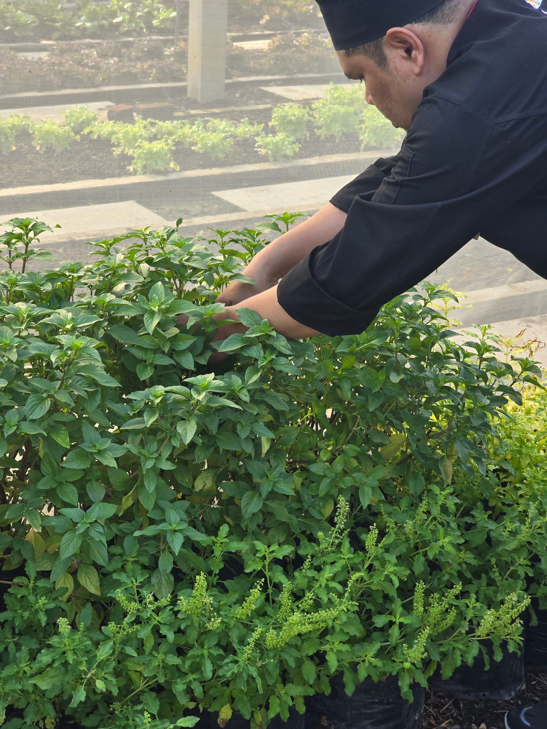 Aisana Hotel Korat - Organic Farm