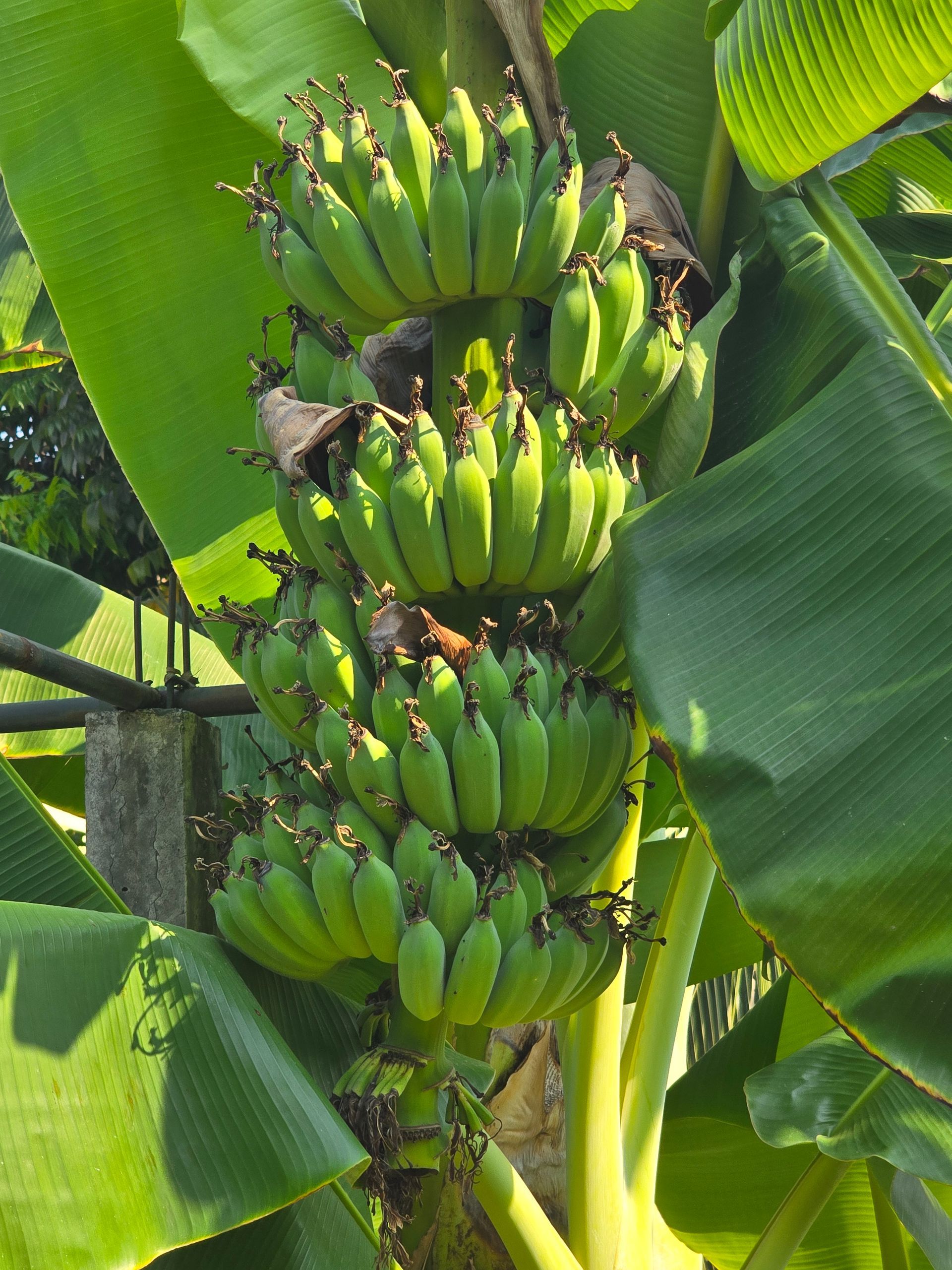 Aisana Hotel Korat - Organic Farm