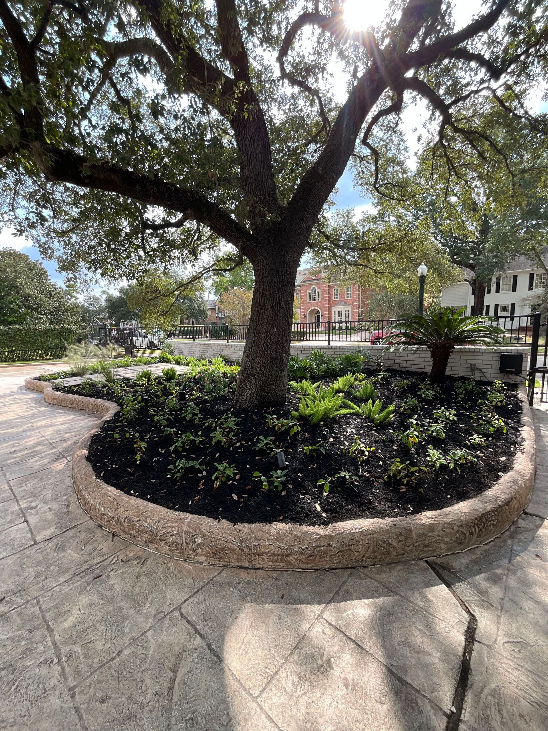 Shaded tree in a circular planter beside a sunlit stone walkway in a landscaped plaza