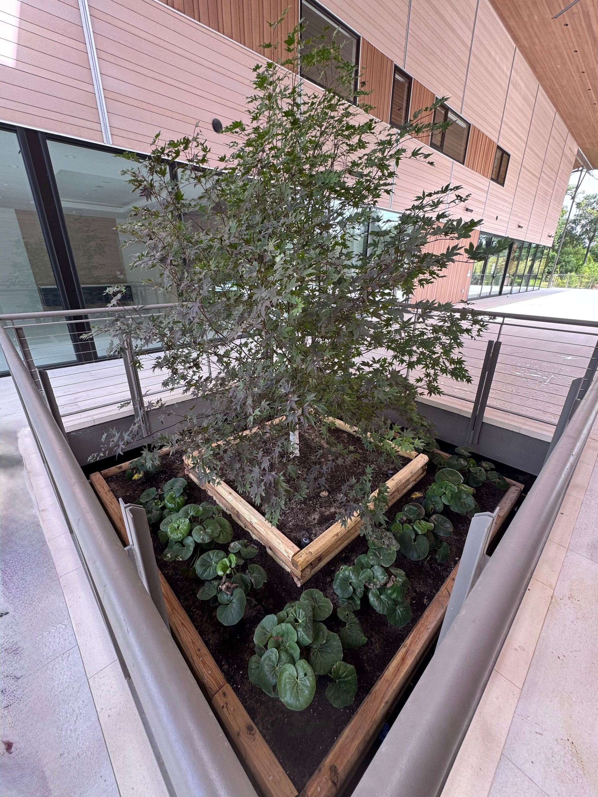 Small courtyard planter with a young tree and leafy plants beside a modern building.