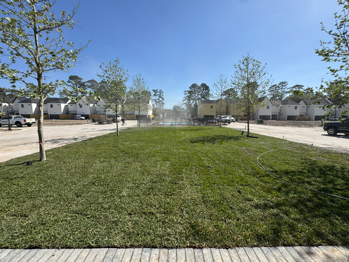 Grassy median in a suburban neighborhood with young trees, houses, parked cars, and blue sky.