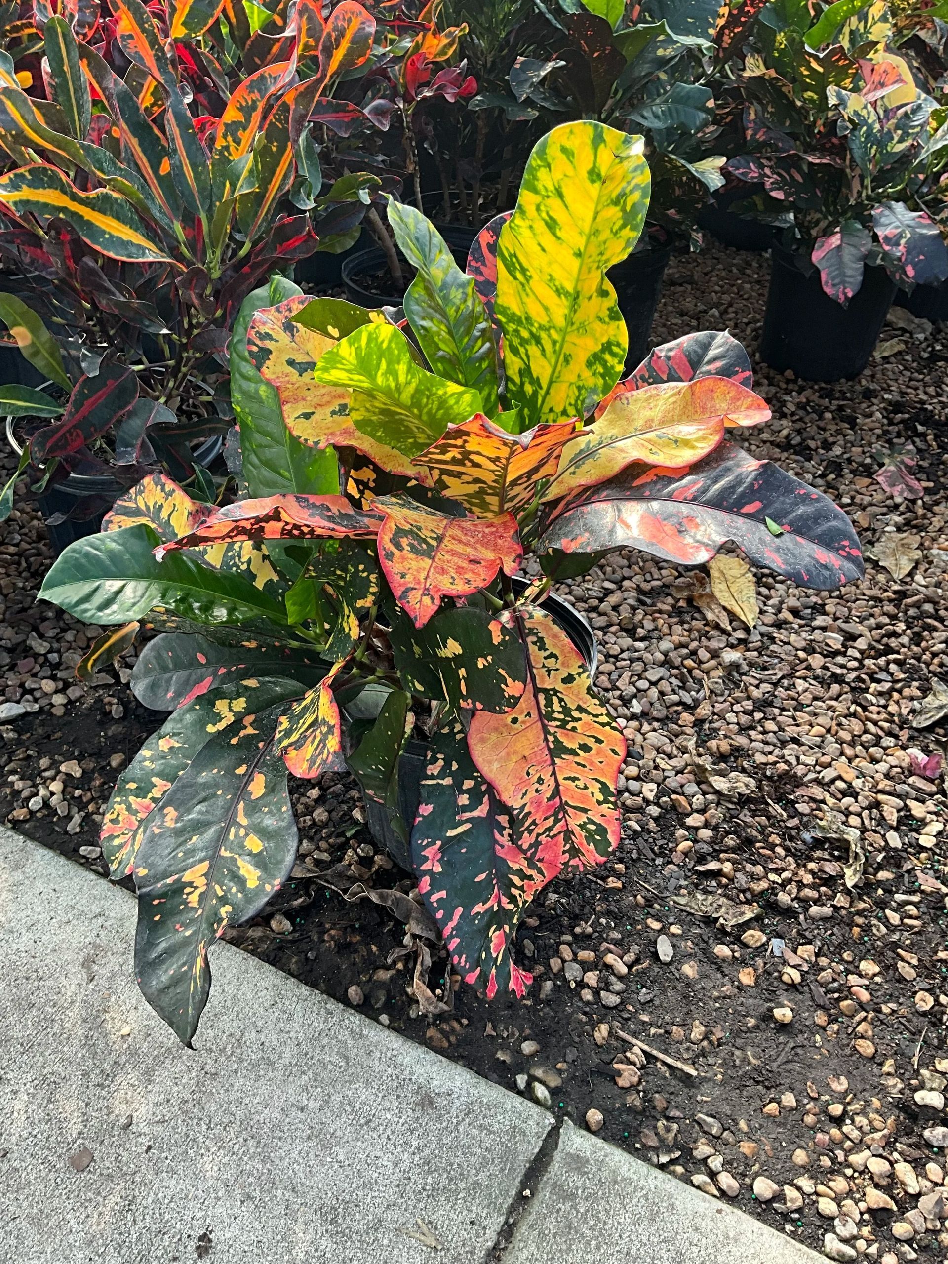 Colorful croton plant with speckled red, yellow, and green leaves in a landscaped garden bed