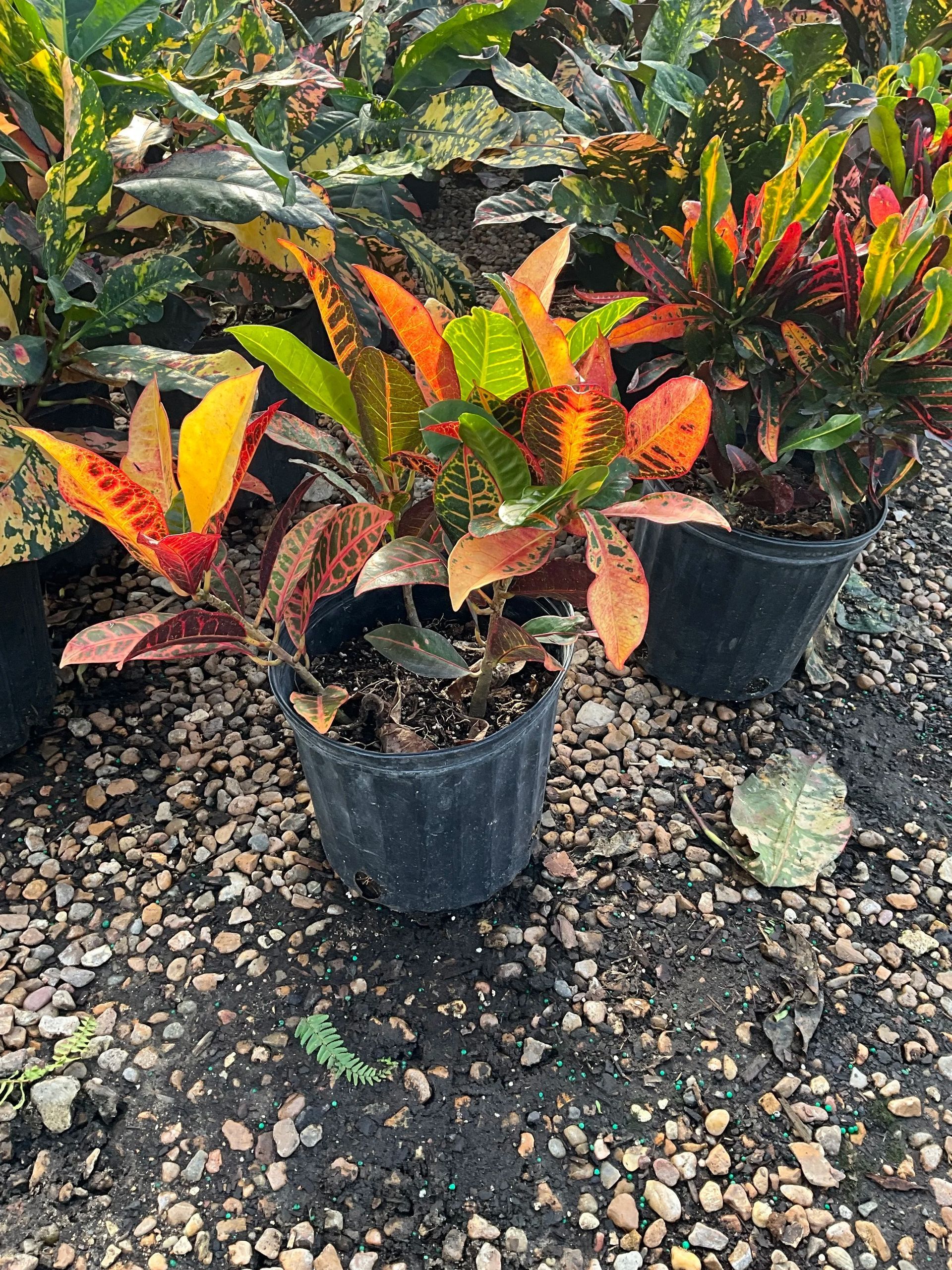 Potted croton plants with red, orange, and green leaves displayed on gravel outdoors