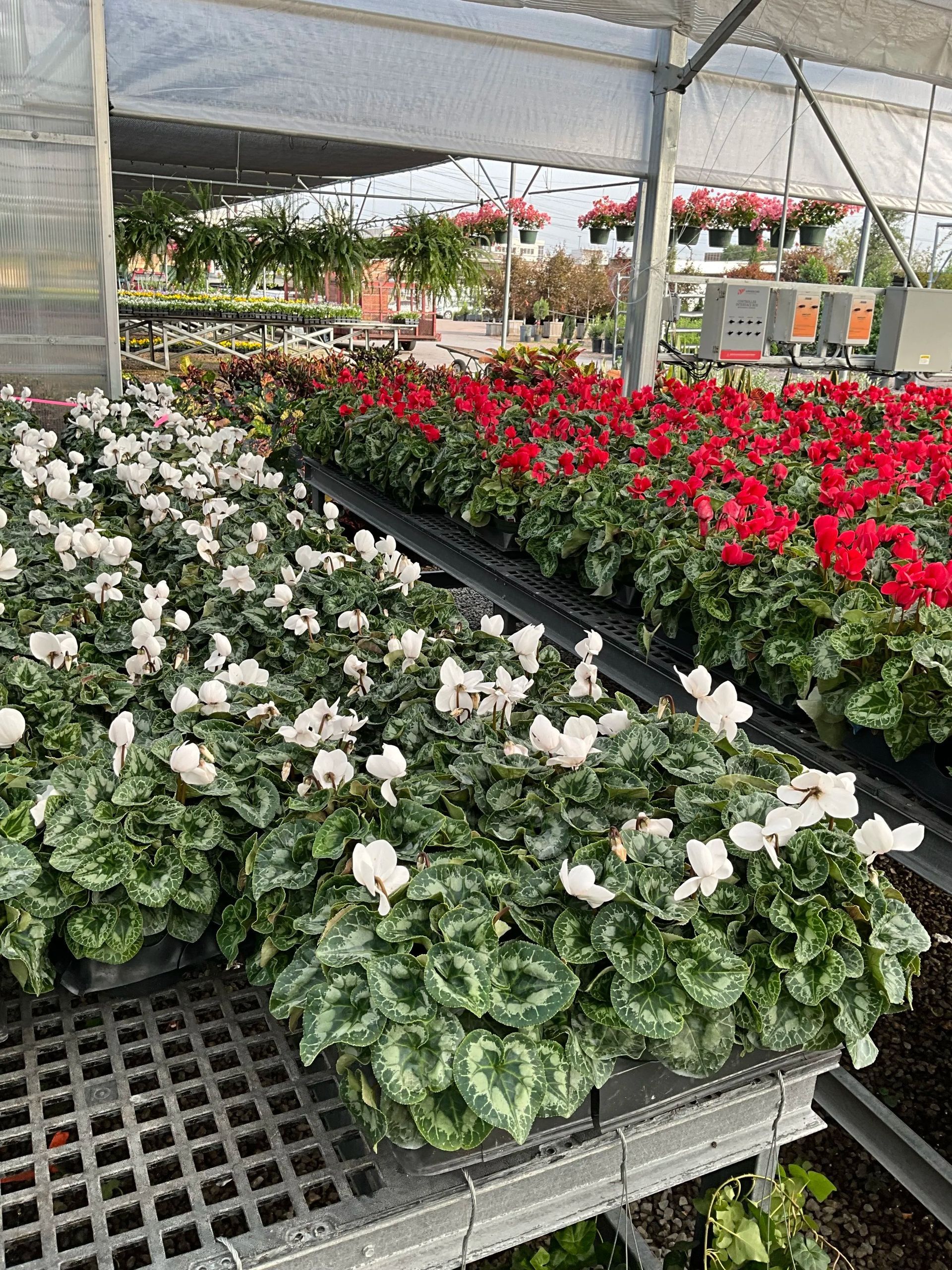 Potted white and red flowers displayed in rows inside a greenhouse nursery.