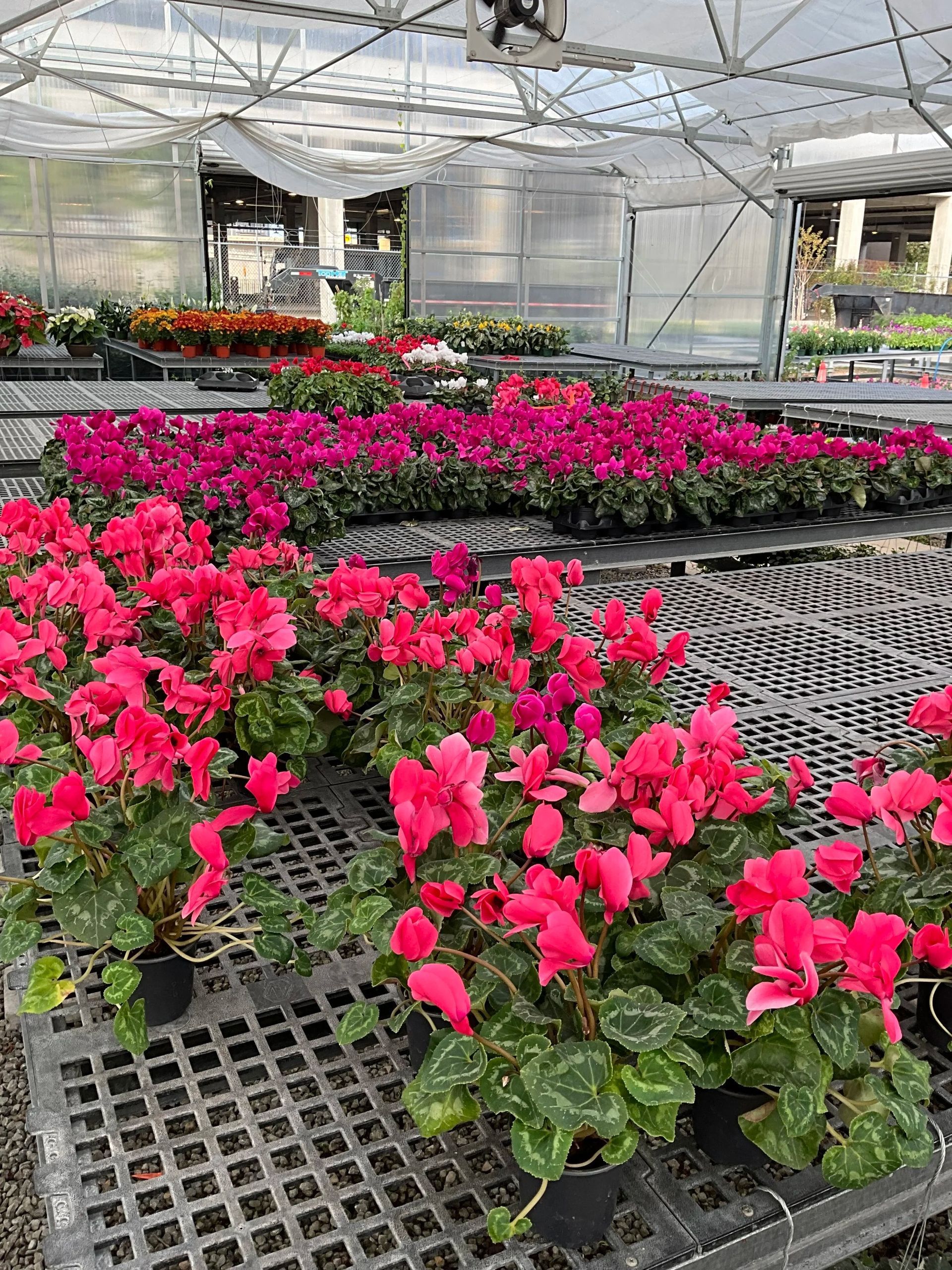 Bright pink flowers in potted rows inside a greenhouse nursery