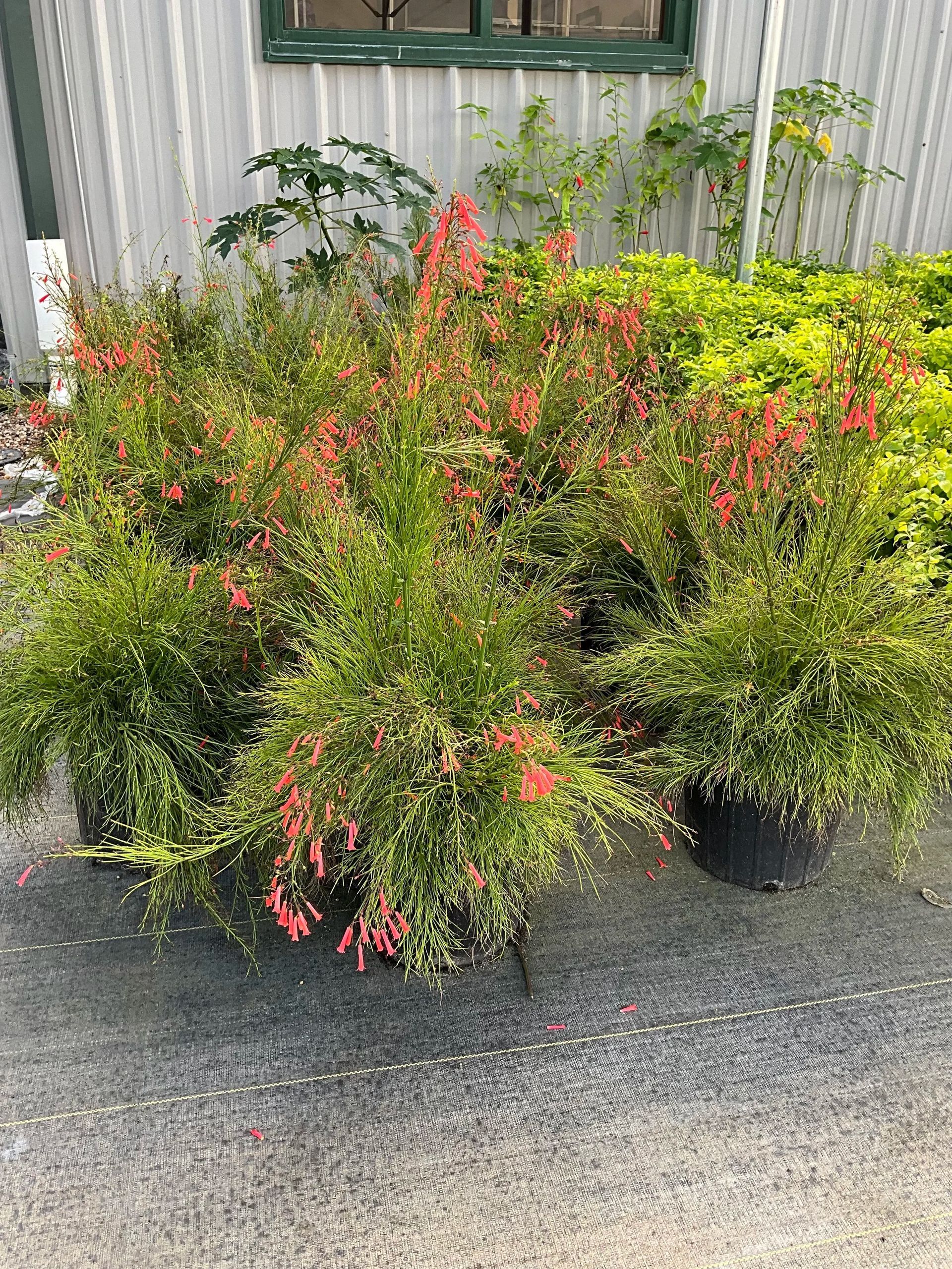 Potted flowering shrubs with pink-red blooms arranged on a pavement outside a building