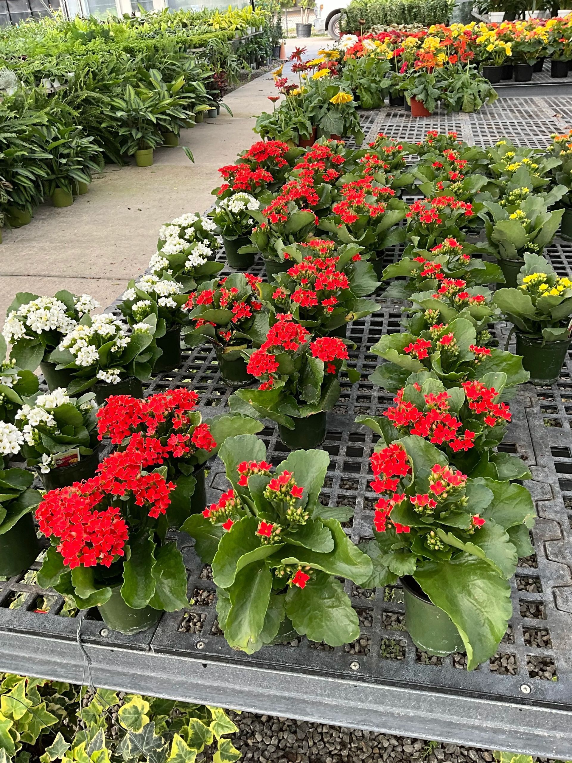 Rows of red and white flowering potted plants on metal shelves in a greenhouse nursery
