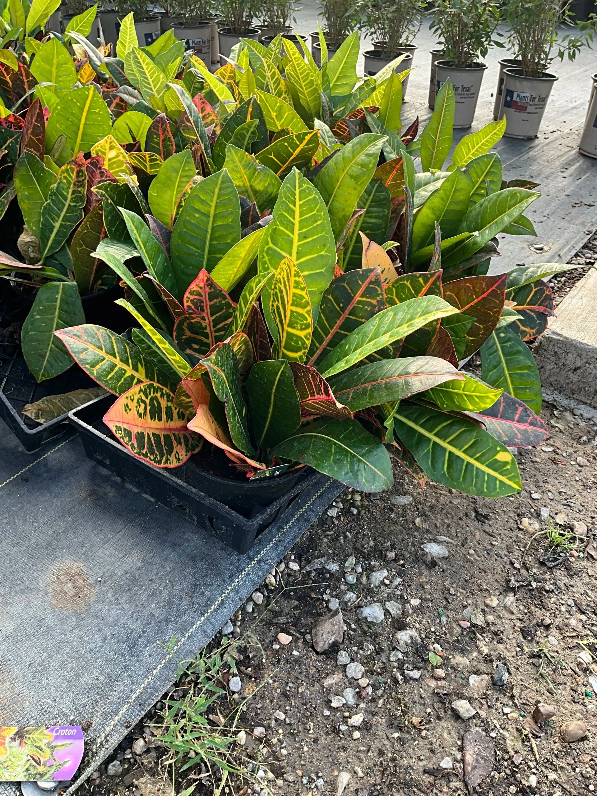 Potted croton plant with green, yellow, and red leaves on a sidewalk near other pots