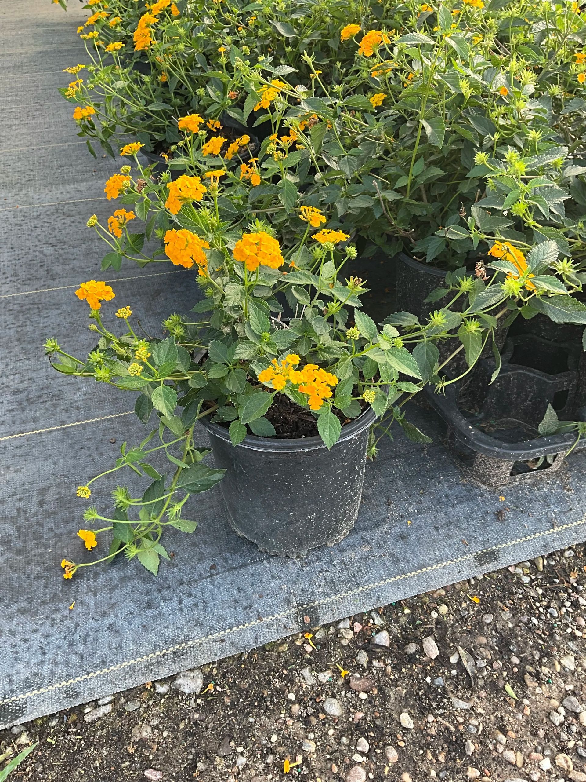 Potted yellow-orange flowering plants on a sidewalk display stand