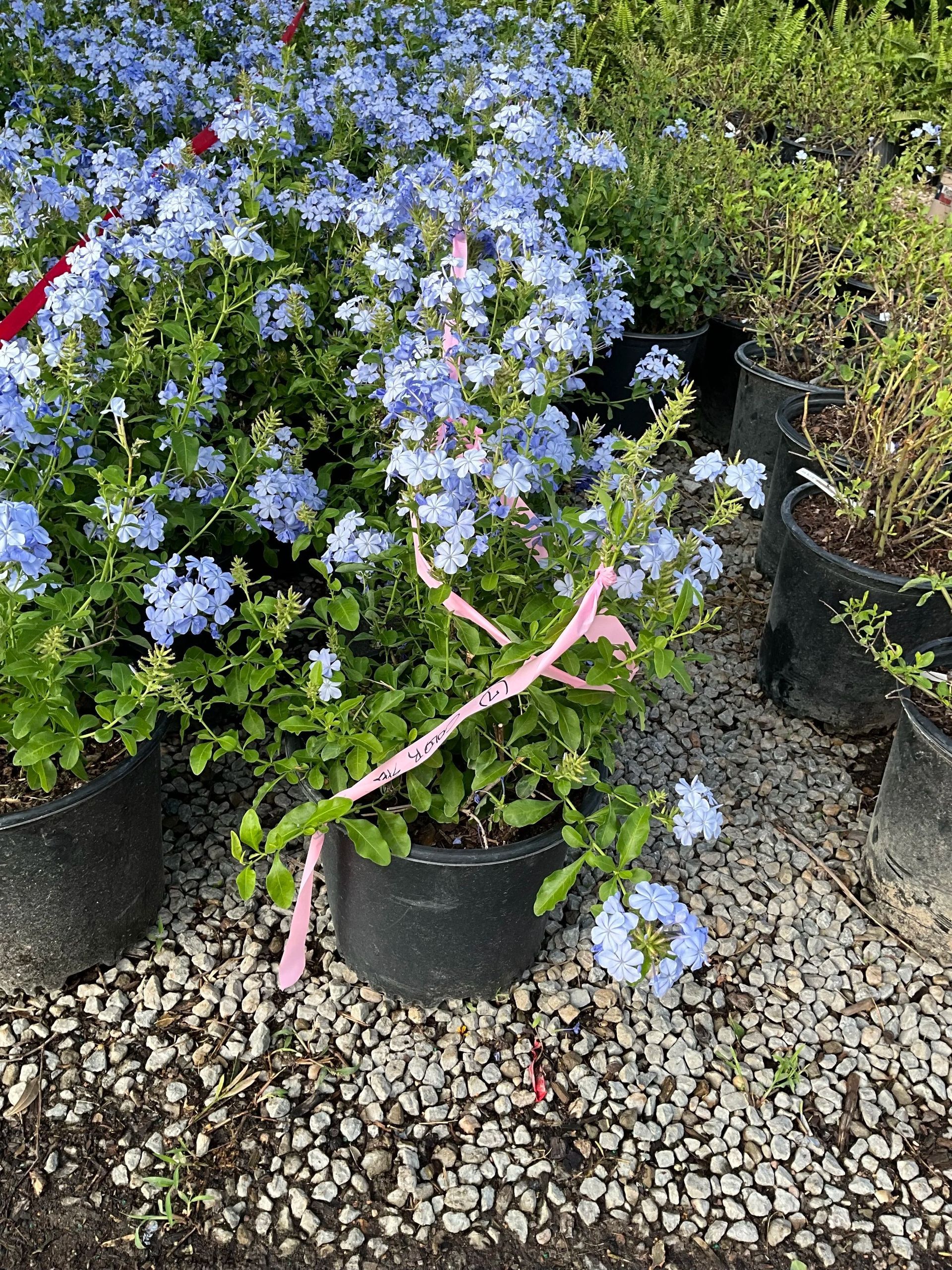 Potted blue-flowering plants on gravel, with a pink plant label in front