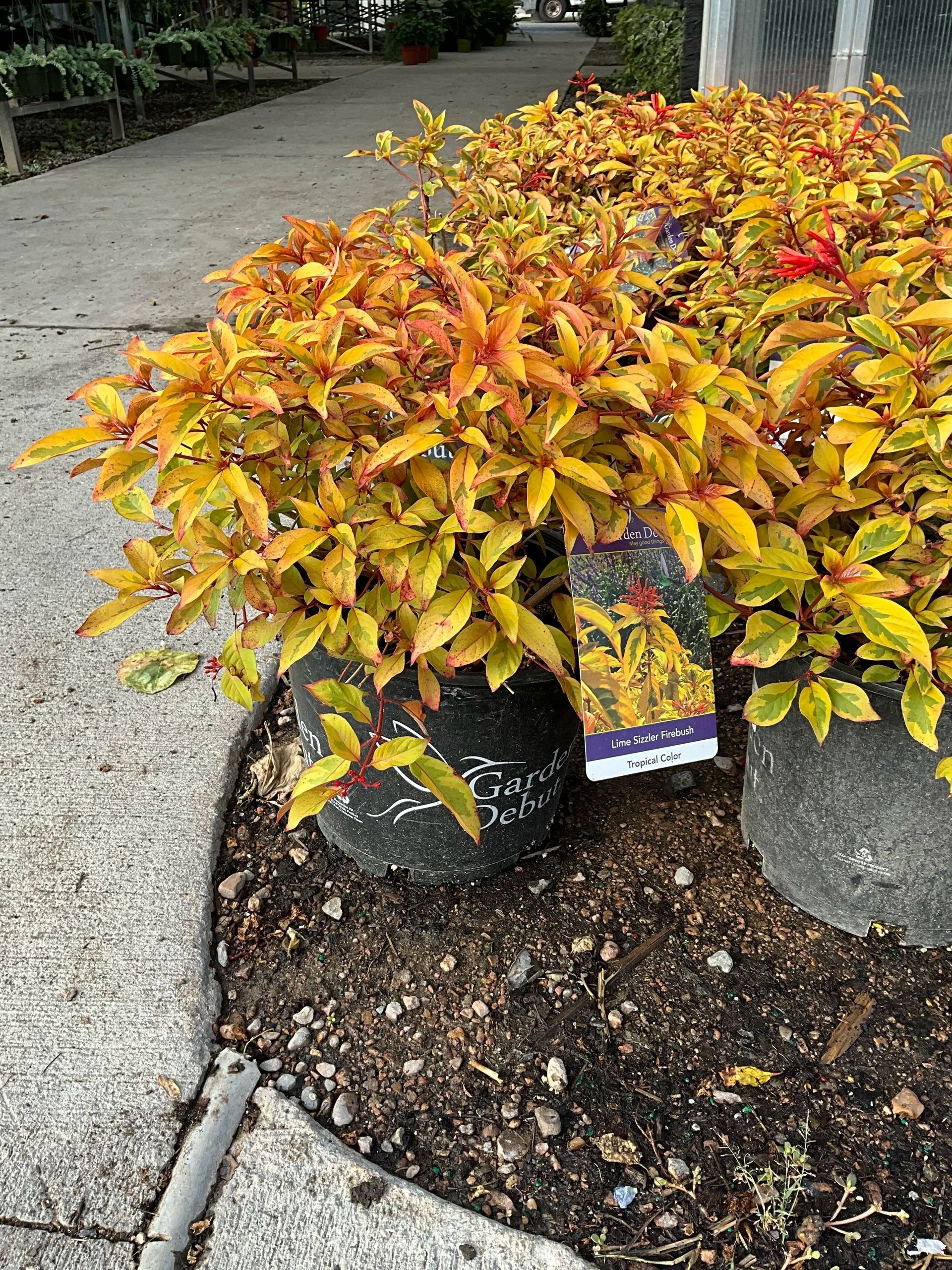 Yellow and orange shrub in a landscaped garden bed beside a concrete path