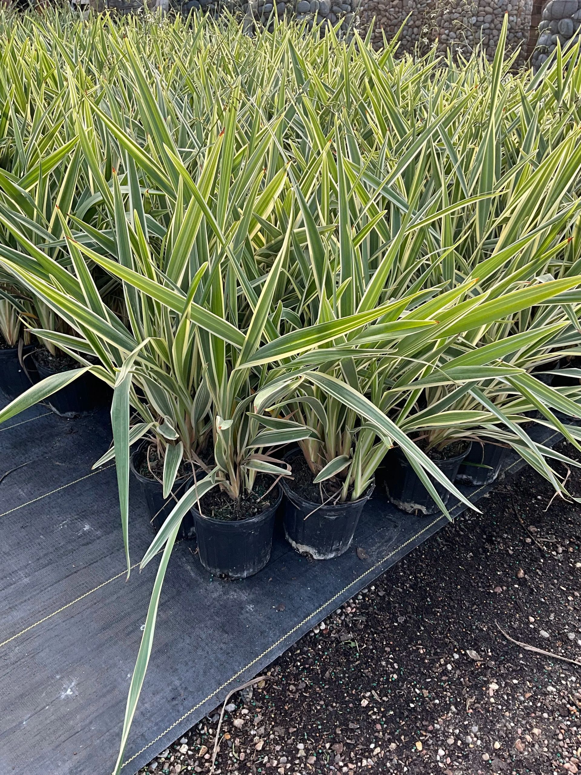 Potted variegated spiky plants lined up outdoors on black ground cover