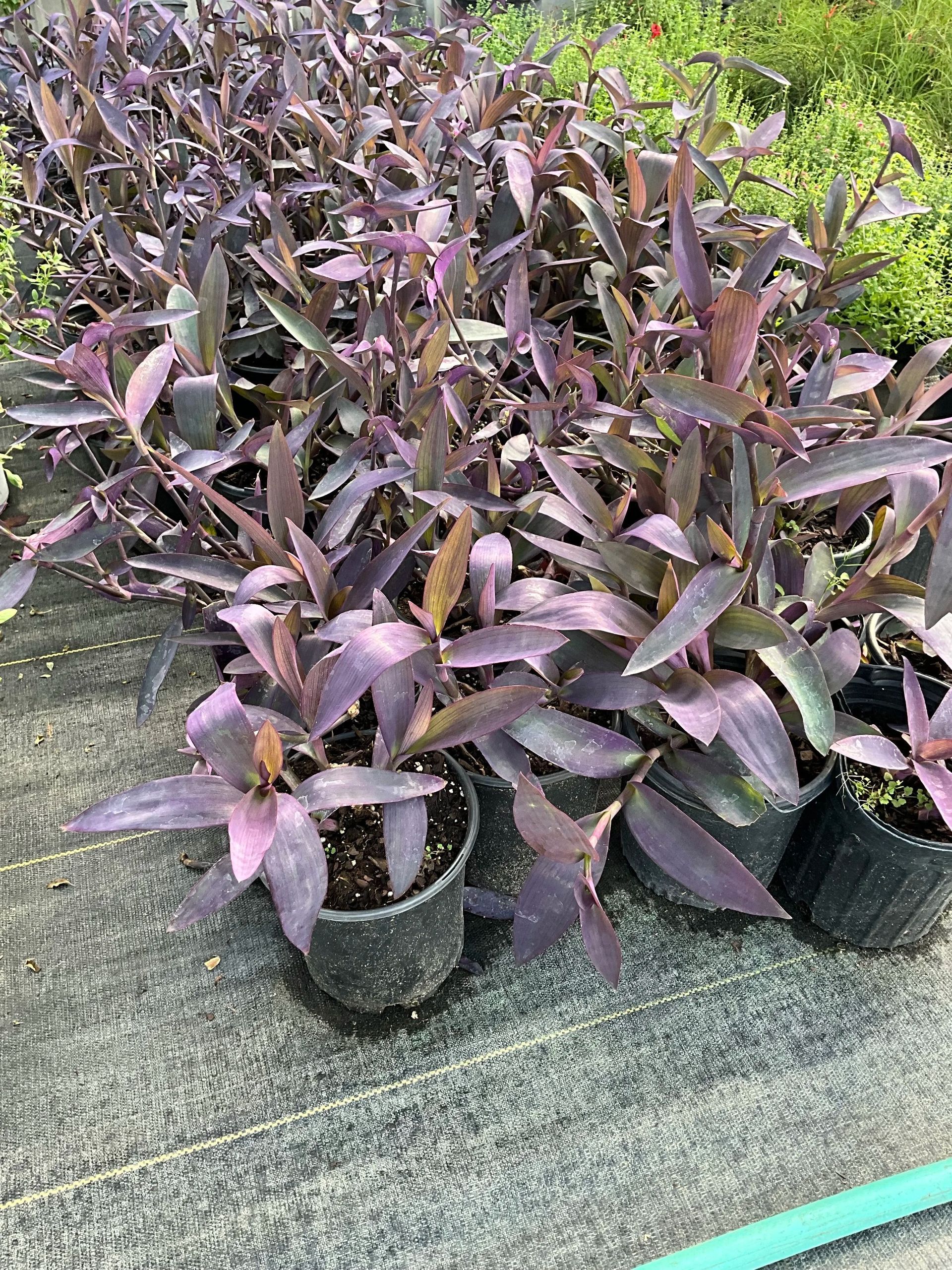 Potted purple-leaf plants displayed on a greenhouse bench or nursery table