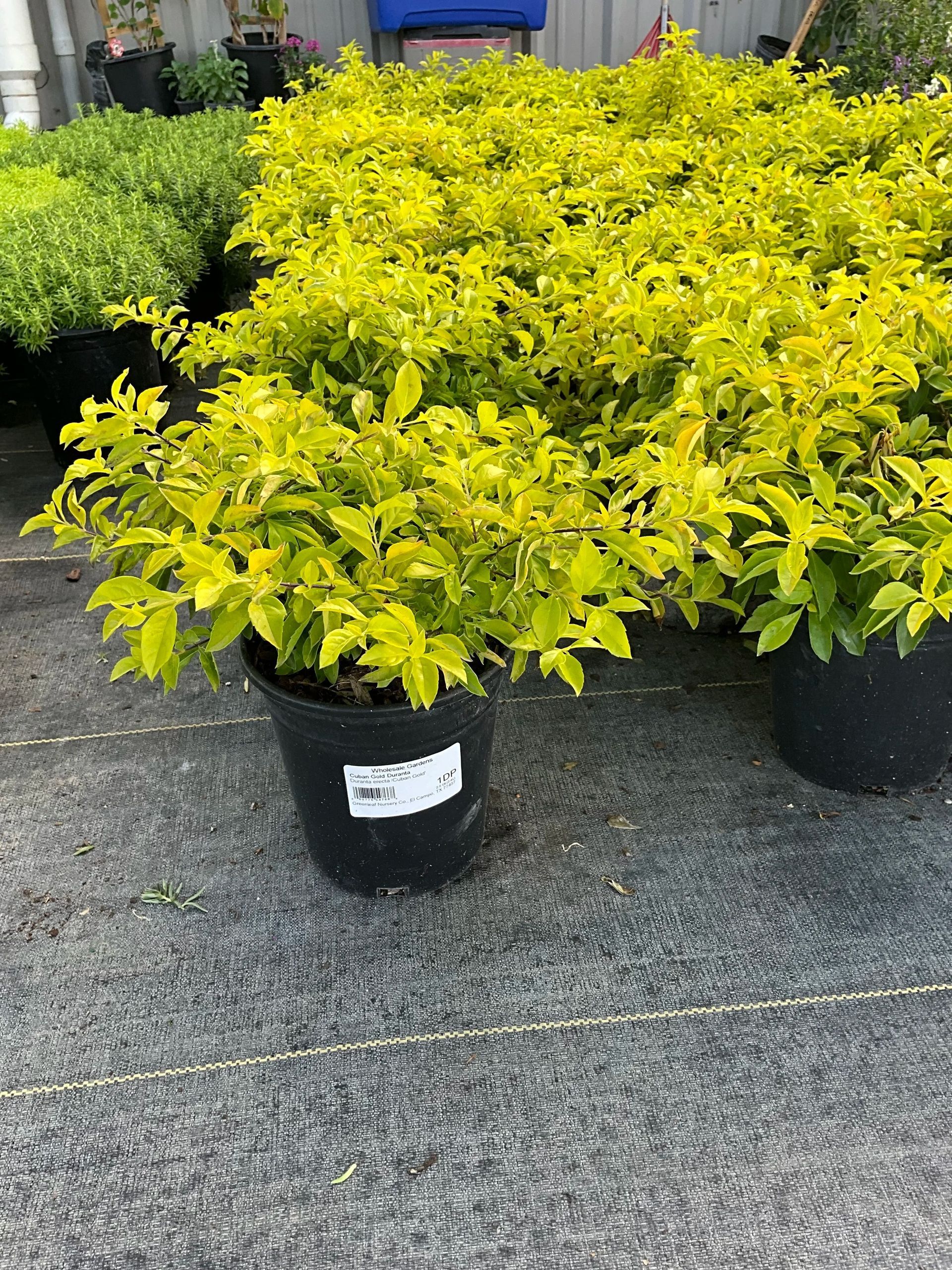 Potted bright yellow-green shrubs lined up on a gray pavement outdoors