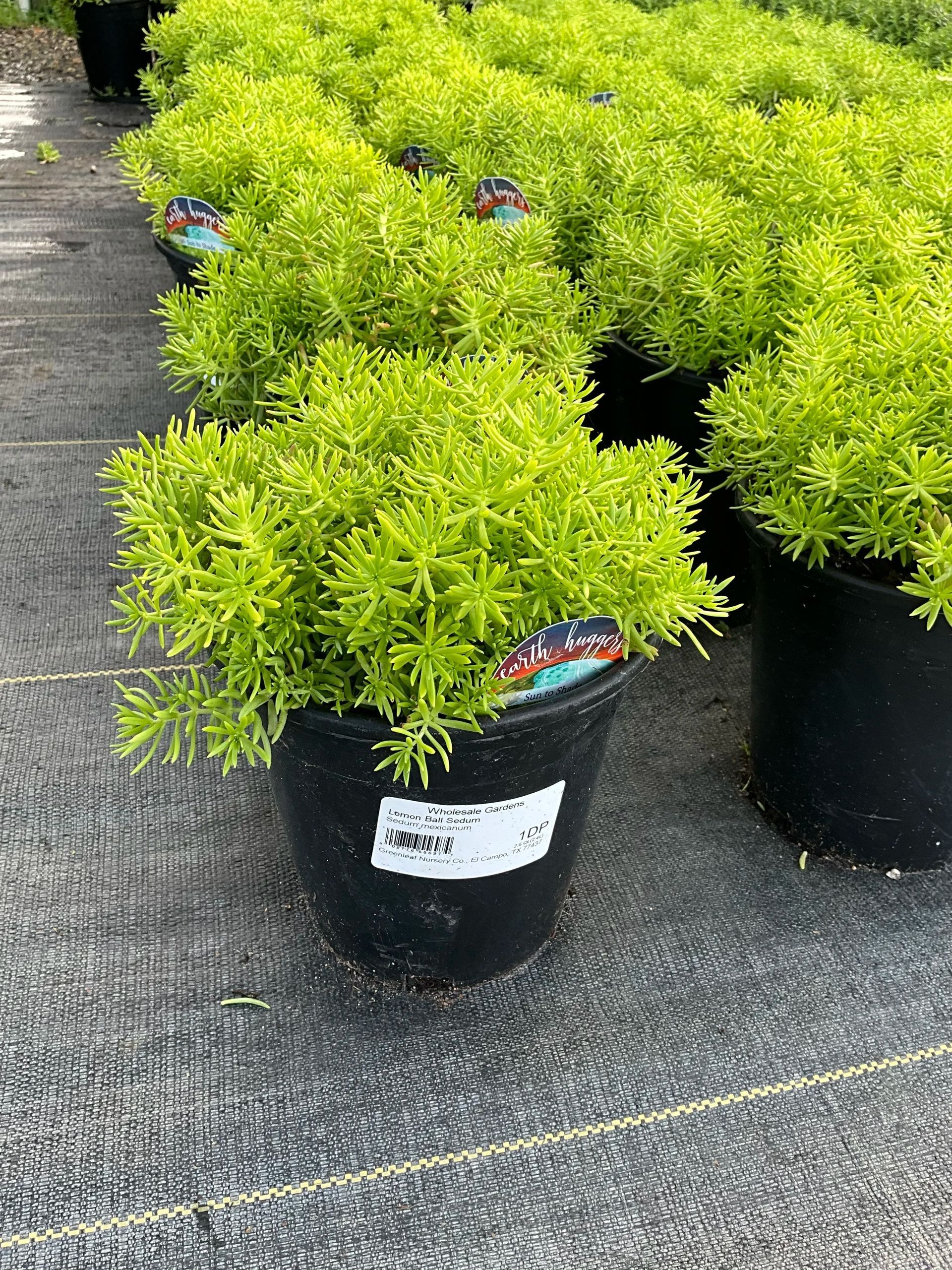 Potted bright green shrubs lined up on a sidewalk at a plant nursery