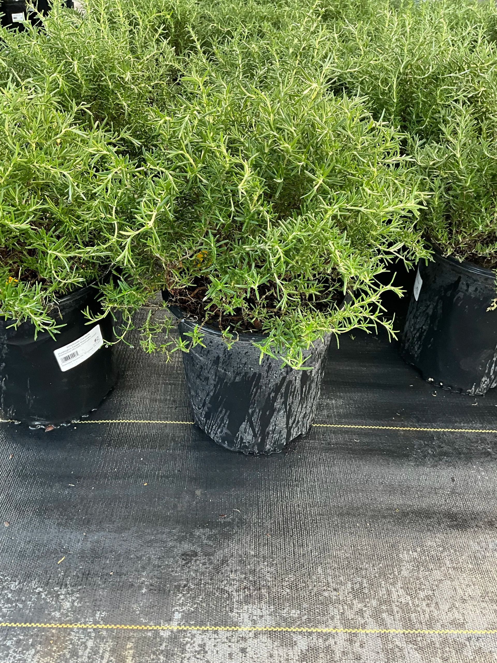 Potted green shrubs displayed outdoors on black ground cover