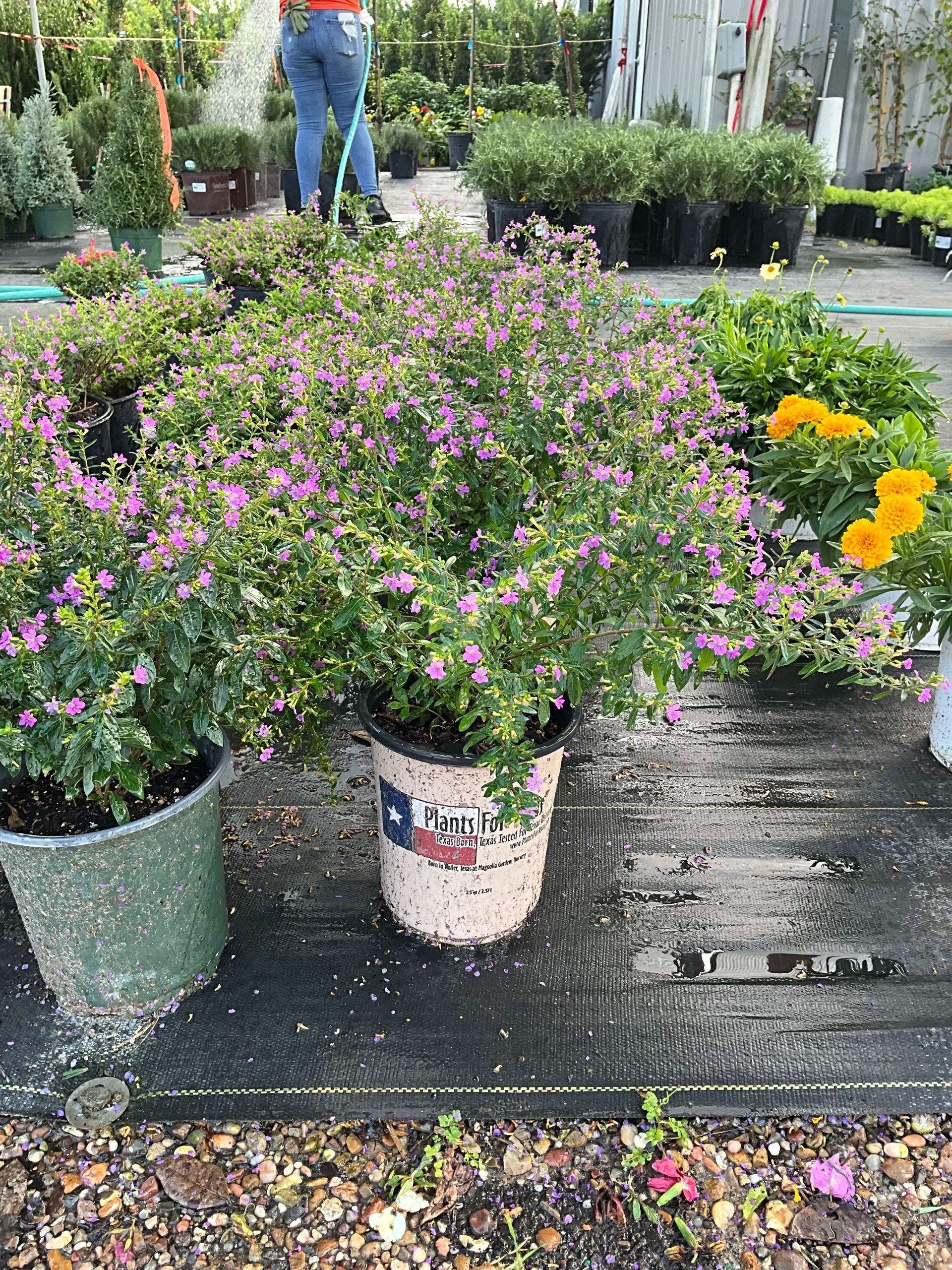 Potted flowering plants at an outdoor nursery, with purple and yellow blooms on tables.